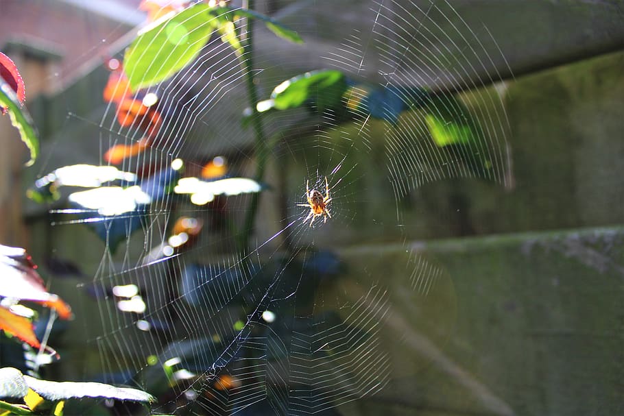 cobweb, spider web, wet, pearl, spinnenweb, macro, insect, fobie HD wallpaper