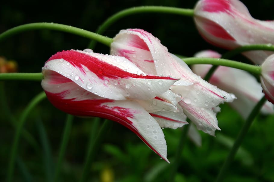 tulip, rain, close up, spring, garden, drop of water, blossom HD wallpaper