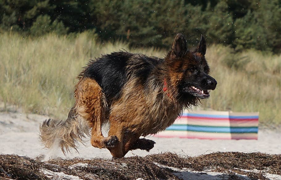 dog, german shepherd, old german shepherd dog, german longhaired pointer