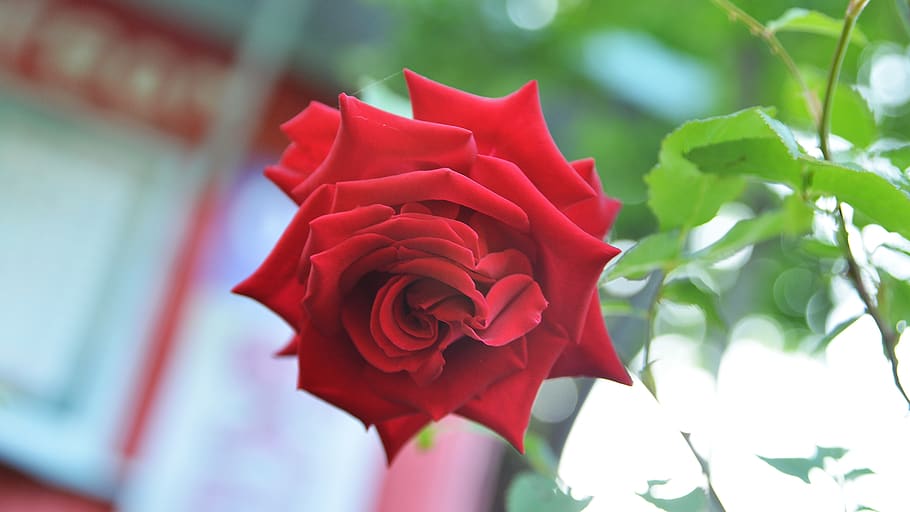 rose, flowers, spring, wildflower, flower gardens, nature, republic of korea HD wallpaper