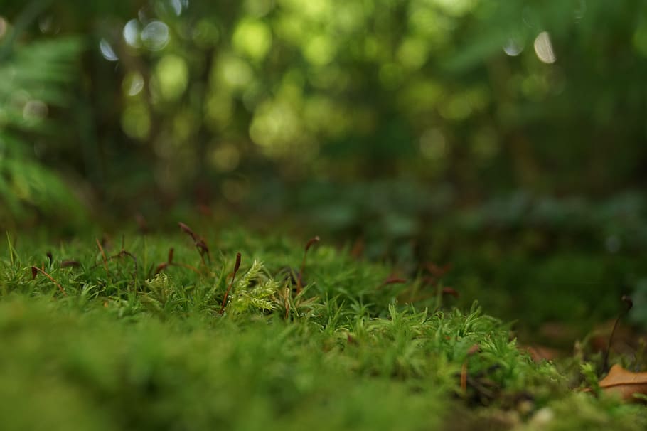 germany, markkleeberg, moss, forest, nature, macro, plant, selective focus HD wallpaper