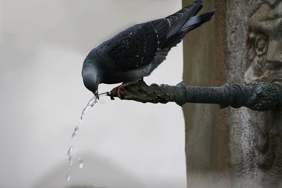 water, drink, bird, thirst, refreshment, drop of water, animal world HD wallpaper
