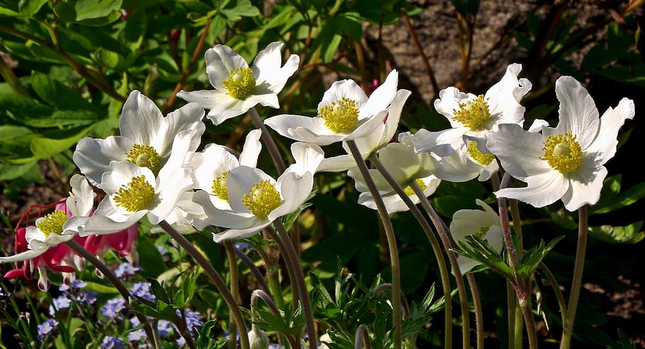anemones, flowers, white, spring, nature, flourishing, garden HD wallpaper