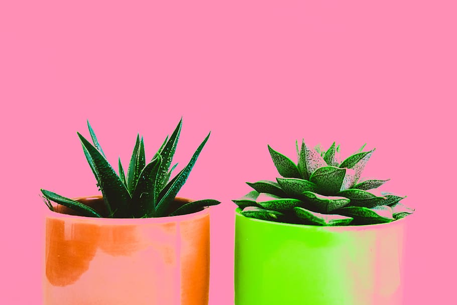 Succulent Plants, decoration, pot plants, pots, green color, potted plant HD wallpaper