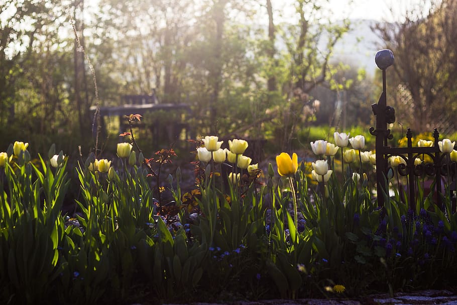 flowers, spring, plants, growth, color, yellow, garden, light HD wallpaper