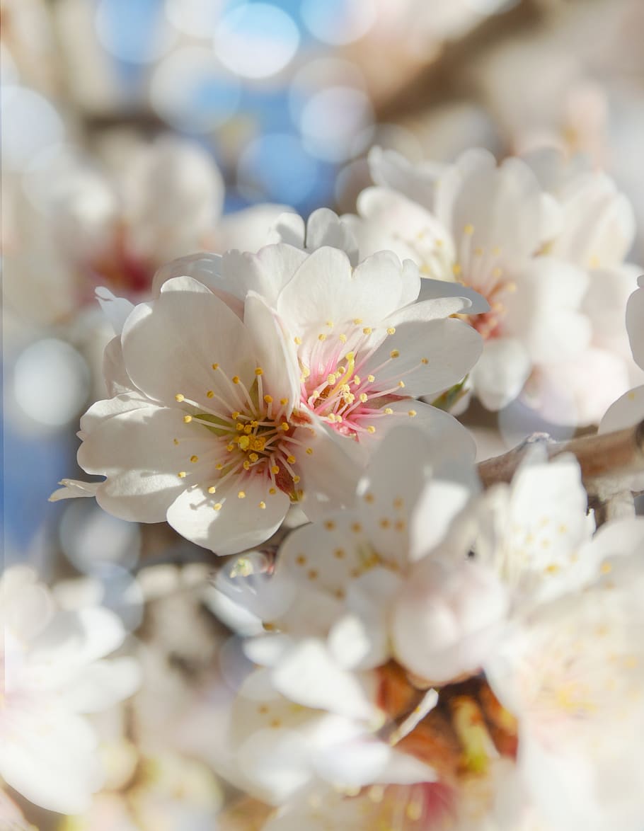 nature, blossom, almond, flower, bloom, plant, spring, petals HD wallpaper