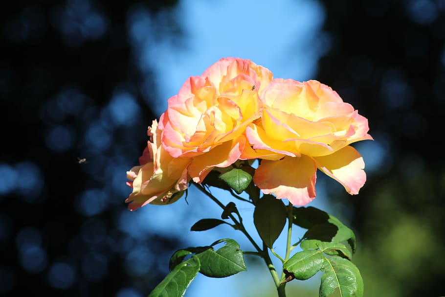 italy, frigento, flowering plant, beauty in nature, petal, vulnerability HD wallpaper