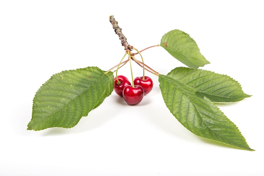 red cherry, leaf, plant part, food and drink, cut out, studio shot HD wallpaper