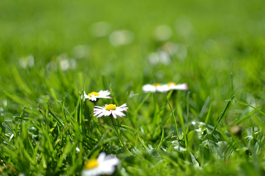 White and Yellow Flowers Under Sunny Sky during Daytime, bloom HD wallpaper