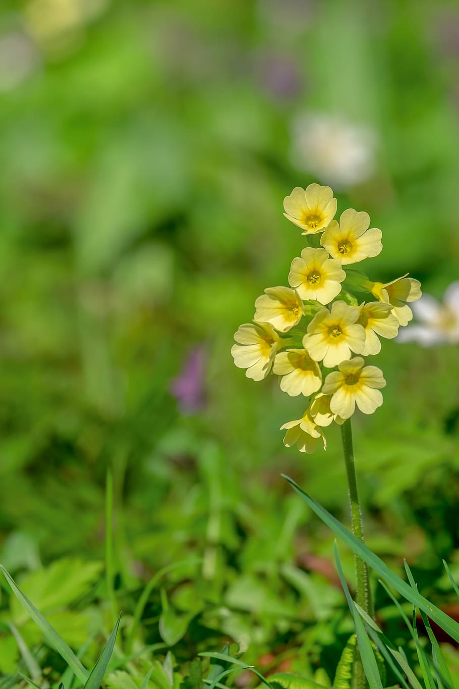 cowslip, spring, blossom, bloom, yellow, meadows primrose, plant HD wallpaper