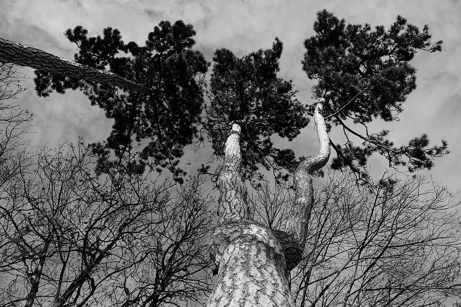 forest, blackandwhite, trees, pine, plant, sky, branch, growth HD wallpaper