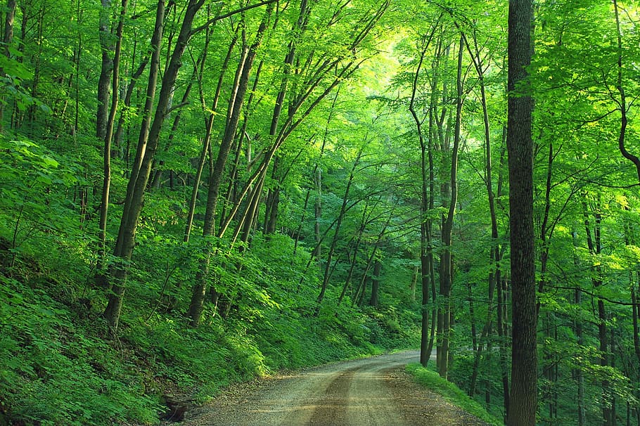 Green Tree Beside Roadway during Daytime, daylight, dirt road HD wallpaper
