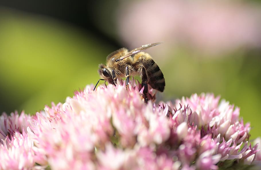 bee, macro, nature, insect, flower, honey bee, garden, blossom HD wallpaper