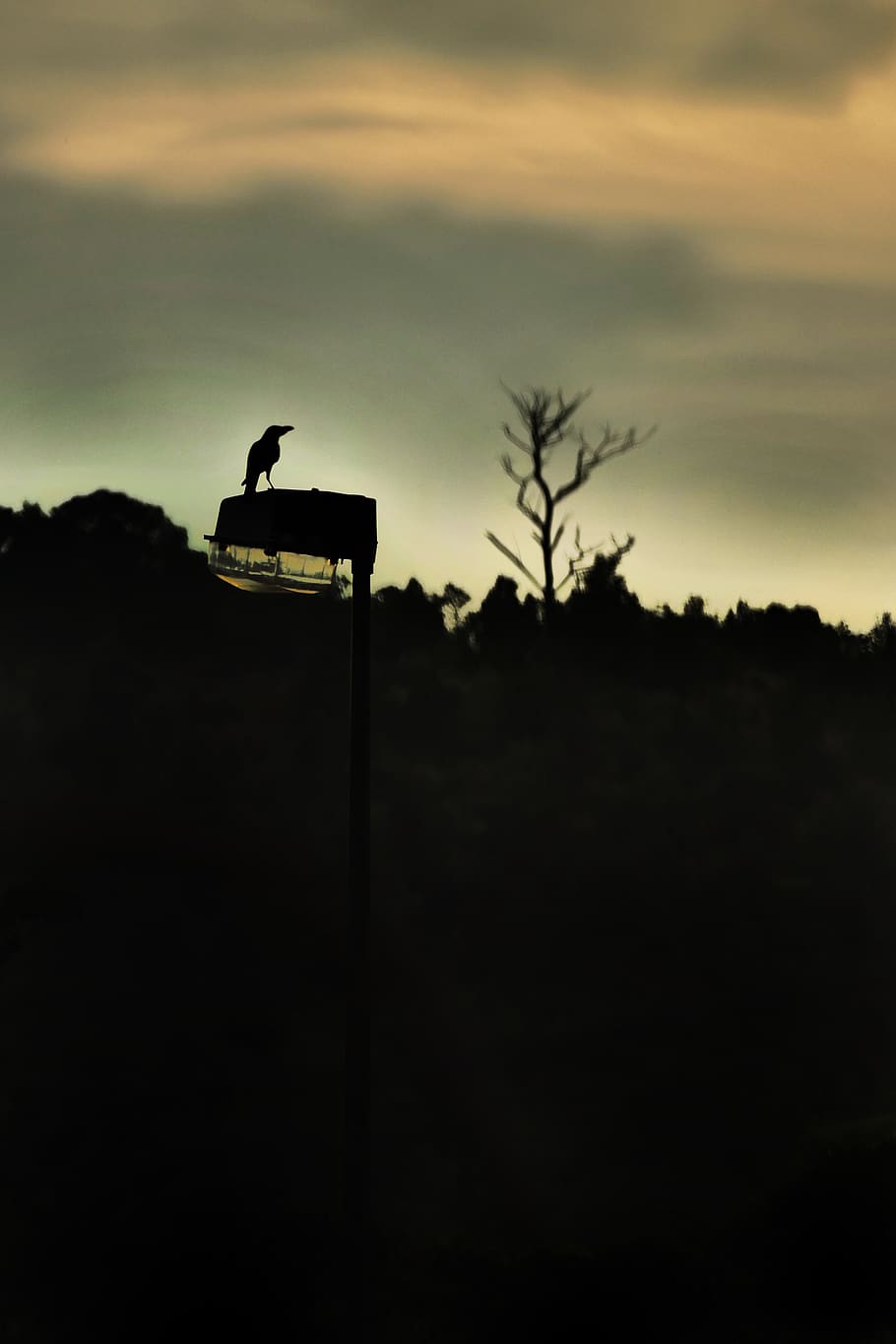 crow, lamp, lamppost, tree, jungle, dawn, dusk, sky, silhouette HD wallpaper