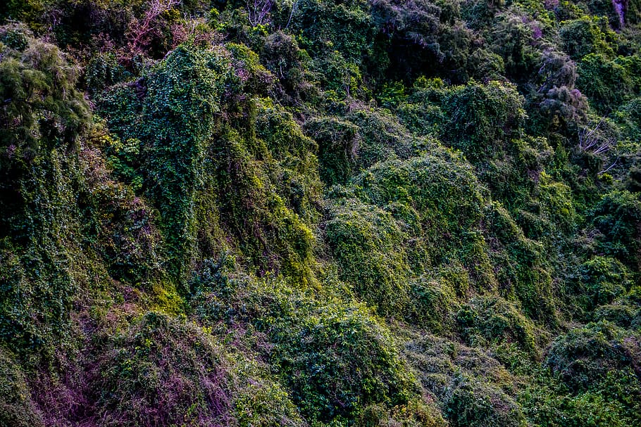 moss, plant, vegetation, slope, algae, outdoors, grass, tree HD wallpaper