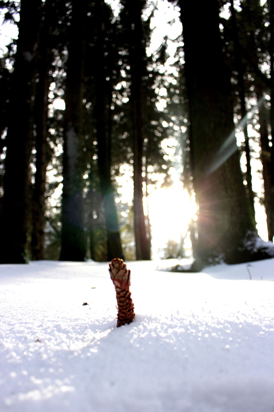 flare, light, sunlight, tree, plant, outdoors, animal, mammal HD wallpaper