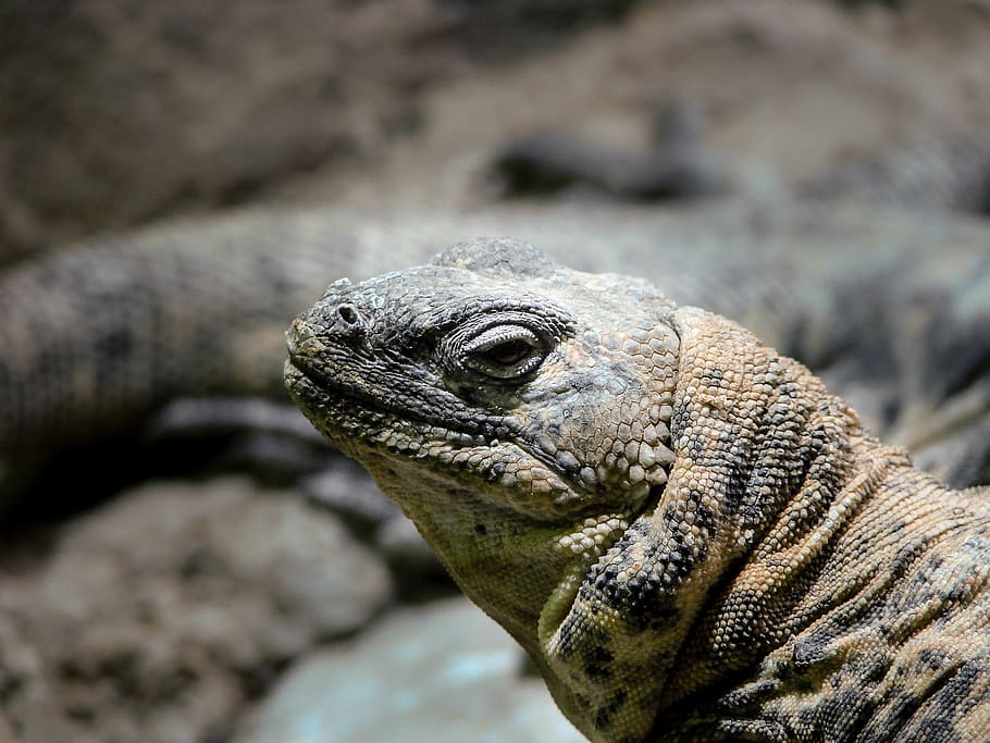 scale, face, eye, nature, lizard, brown, reptile, animal themes HD wallpaper