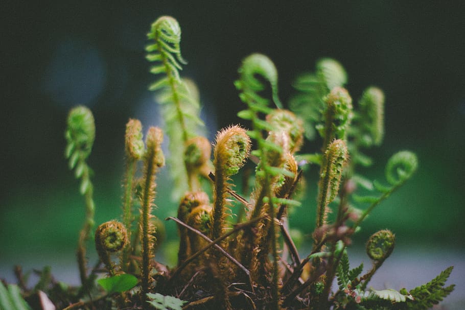 selective focus photography of young fern plants, flora, pottery