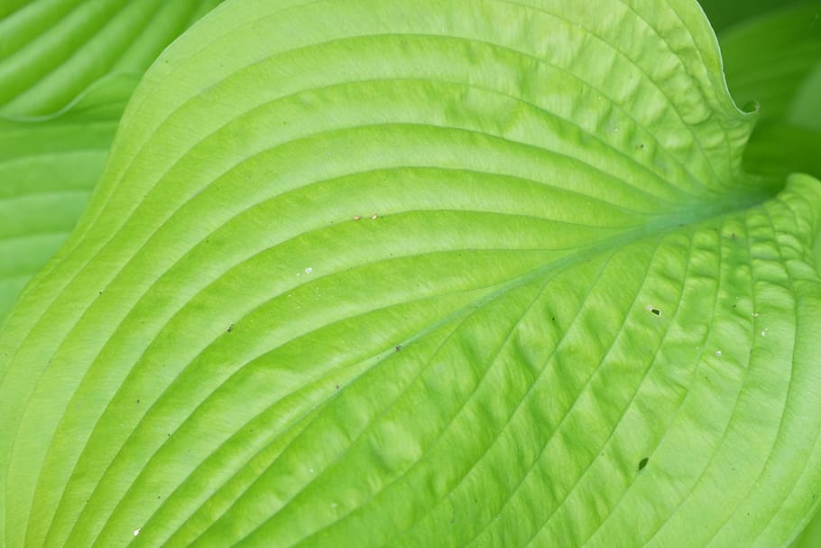 hosta, leaf, green, garden, foliage, green color, plant part HD wallpaper