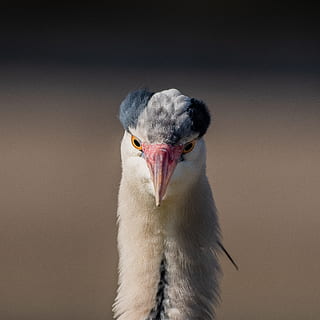 black and white bird, beak, animal, waterfowl, heron, crane bird HD wallpaper