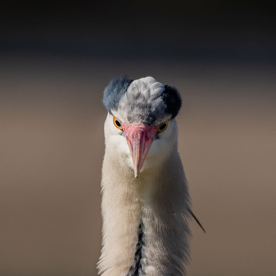 black and white bird, beak, animal, waterfowl, heron, crane bird HD wallpaper