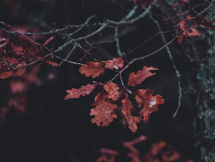 Brown Dry Leaf, branches, leaves, plant, tree, close-up, beauty in nature HD wallpaper
