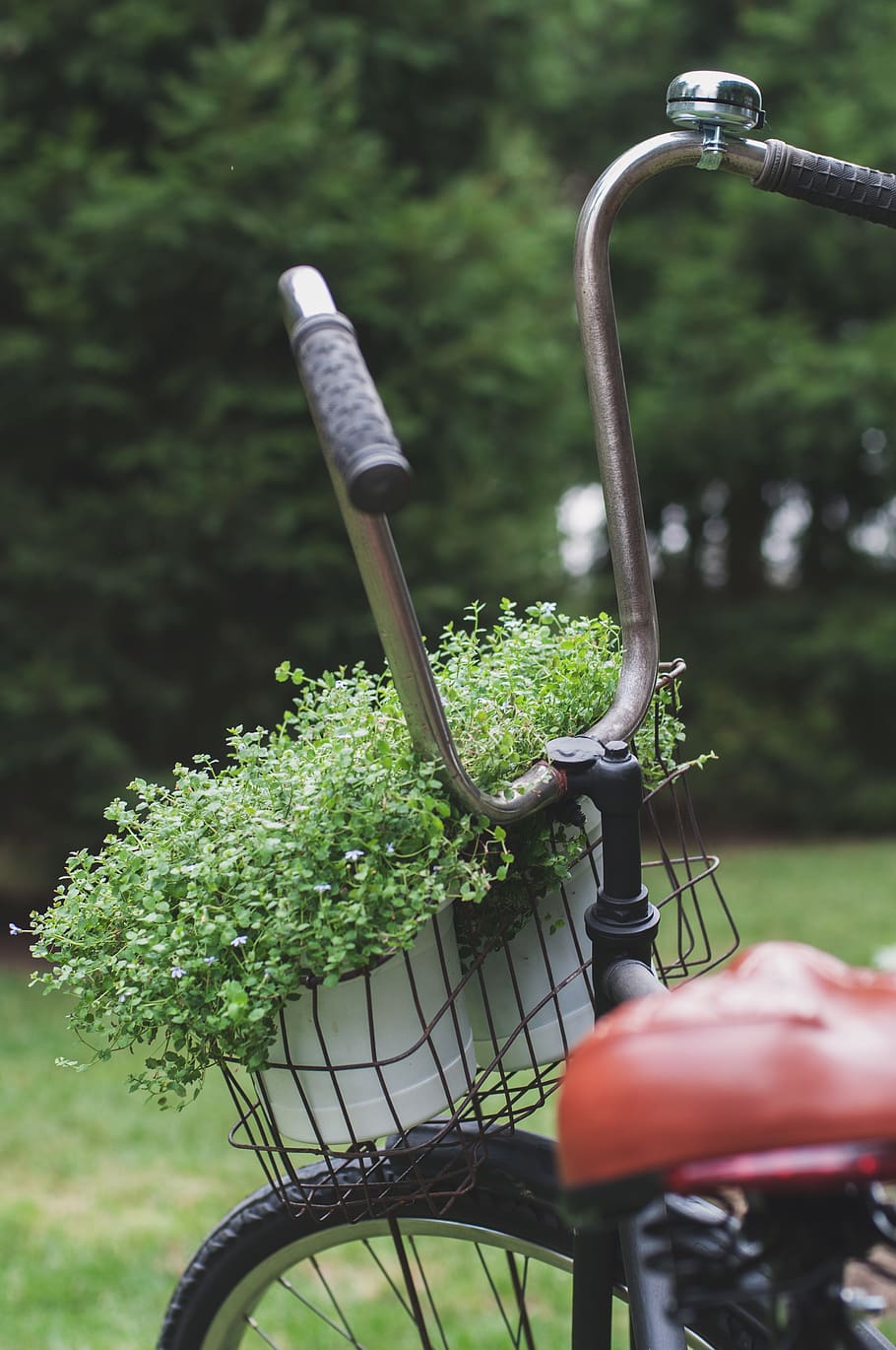 Green Leafed Plant on Bicycle Basket, blur, cyclist, environment HD wallpaper