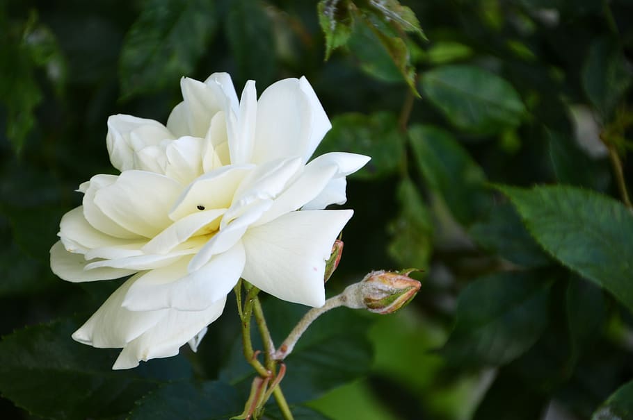 pink, white, flower, nature, beauty, romantic, romance, flora HD wallpaper