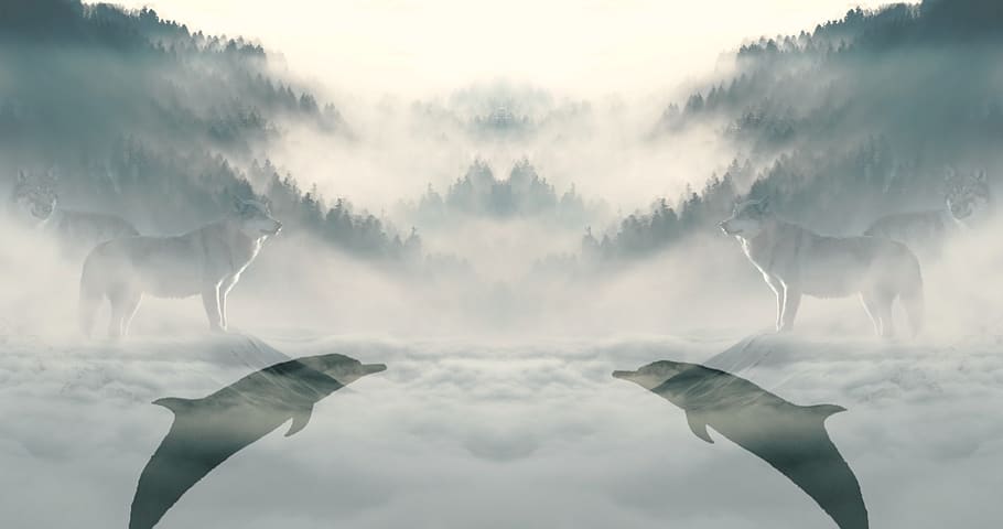 dolphins, nature, sky, wolf, mountain, trees, clouds, animal HD wallpaper
