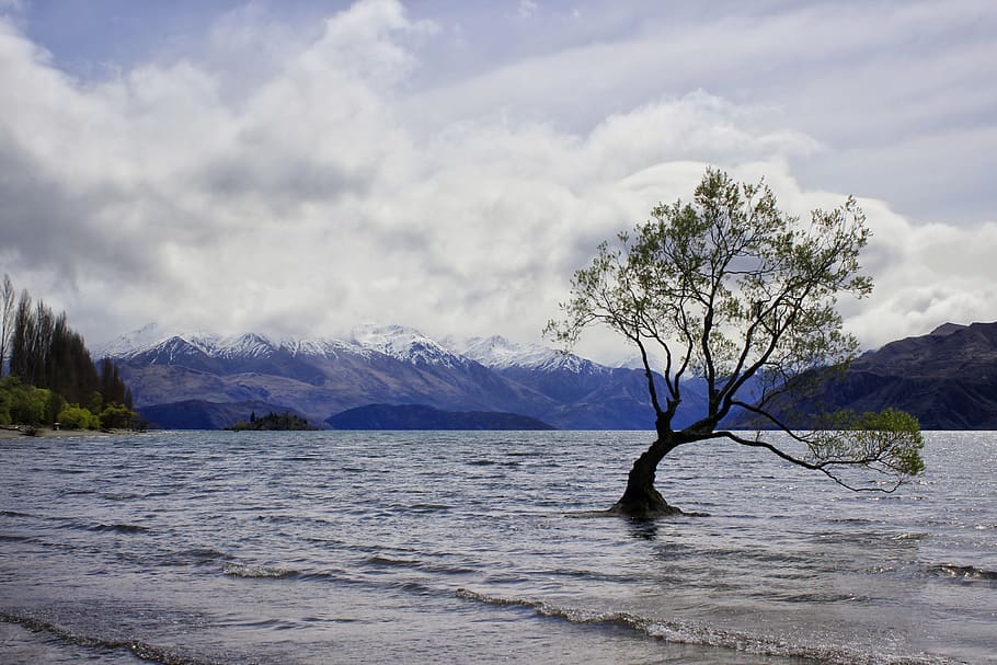 tree, plant, nature, tree trunk, landscape, outdoors, lake wanaka HD wallpaper