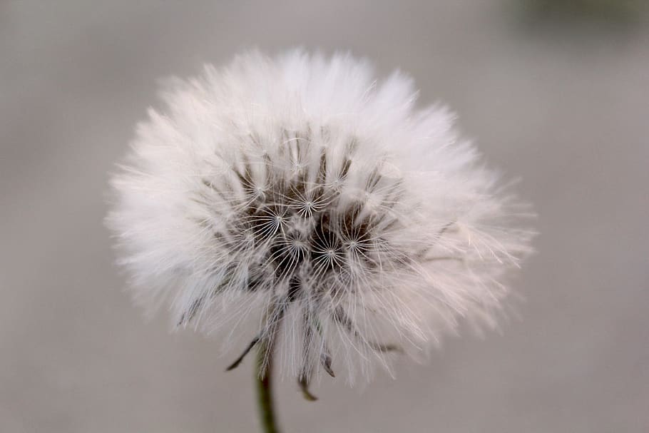 flower, fragility, flowering plant, vulnerability, dandelion HD wallpaper