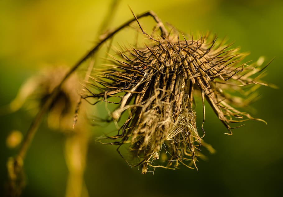 autumn, fall, thistle, brown, green, macro, closeup, nature HD wallpaper