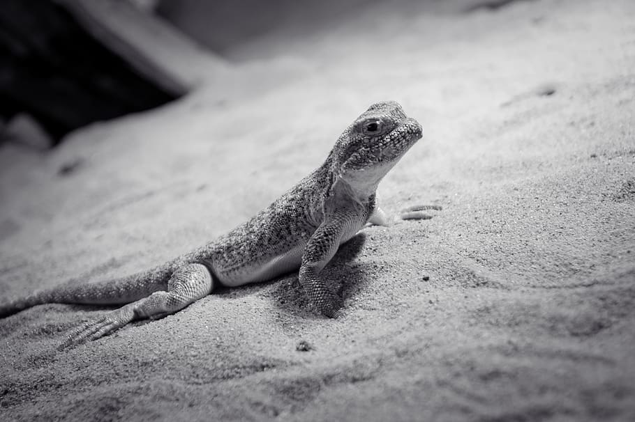 lizard, animal, reptile, creature, dragon, iguana, nature, exotic HD wallpaper