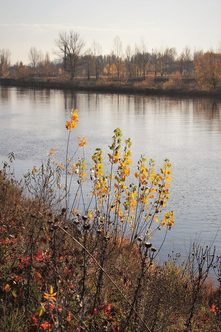 fall, river, sun, walk, water, plant, tranquility, beauty in nature HD wallpaper