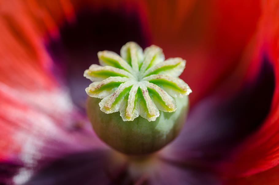 Green Fruit, bloom, closeup, flower, nature, petals, freshness HD wallpaper