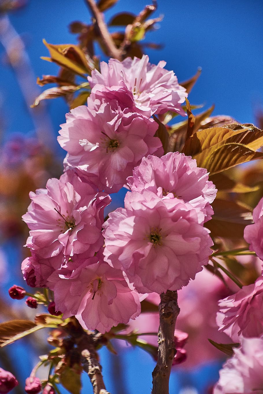 cherry, flower, rosa, branch, flowers, flowering, plant, nature HD wallpaper