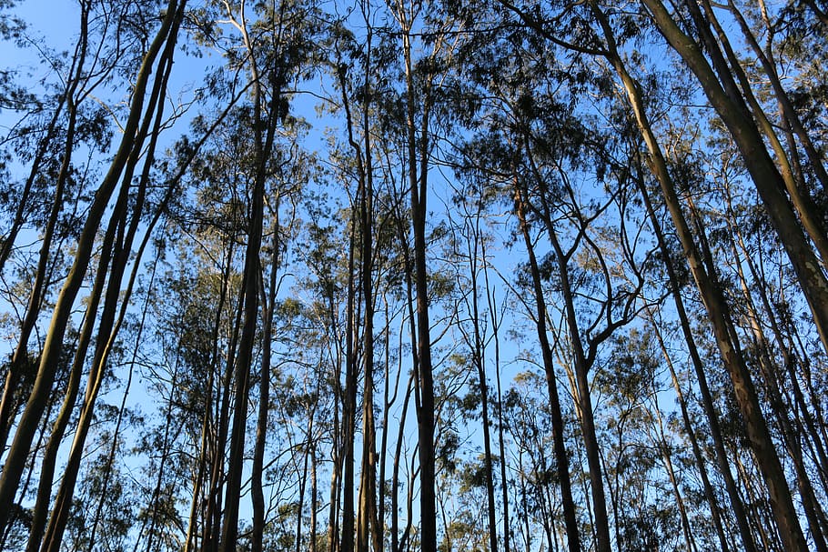 forest, tree, sky, nature, landscape, trees, wood, low angle view HD wallpaper