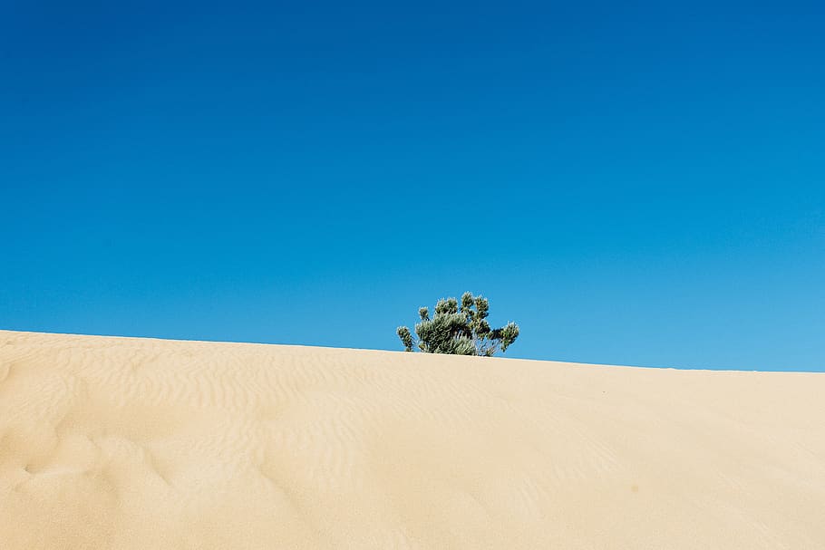 Hd Wallpaper Green Leafed Tree In The Middle Of Desert Adventure