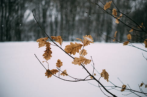 dried-leafed tree selective focus photography, plant, animal HD wallpaper