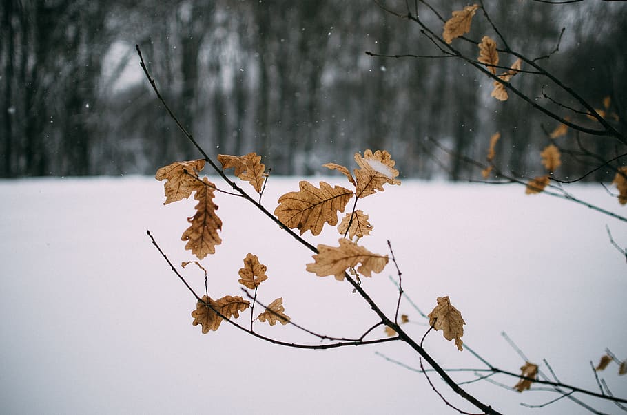 dried-leafed tree selective focus photography, plant, animal HD wallpaper