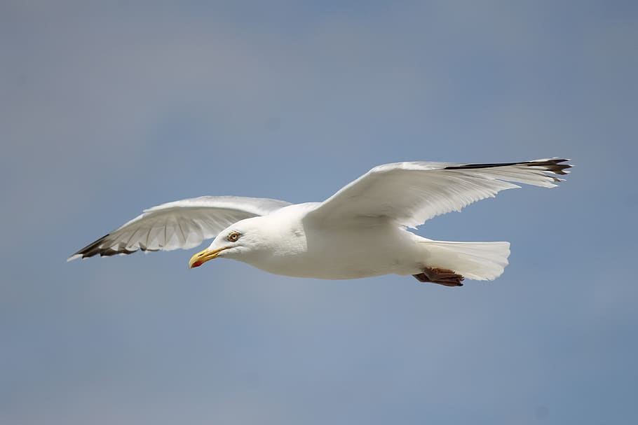 seagull, flying, flight, white, wings, sky, soaring, bird, animals in the wild HD wallpaper