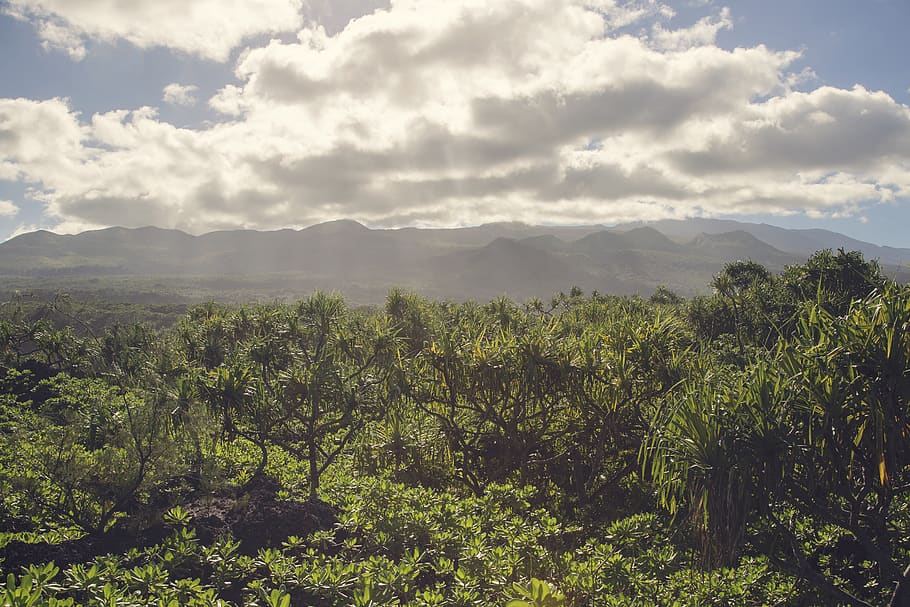 Maui, beauty in nature, plant, tree, scenics - nature, tranquil scene HD wallpaper