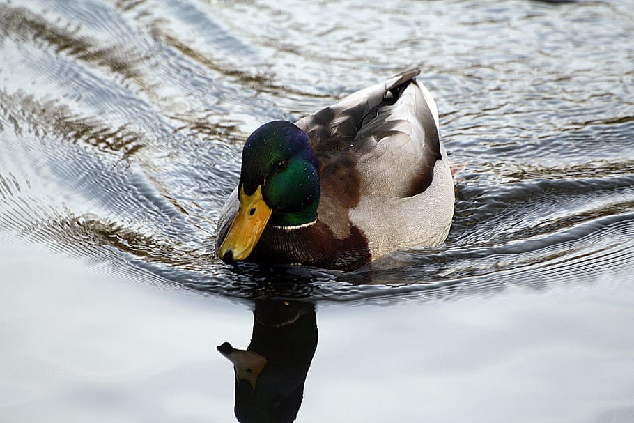 duck, mirroring, eilbek, hh, frühlingsanfang, walk in the park HD wallpaper