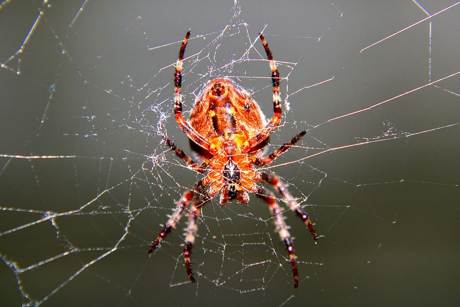 spider, spinnenweb, spider web, macro, insect, fobie, natuur HD wallpaper