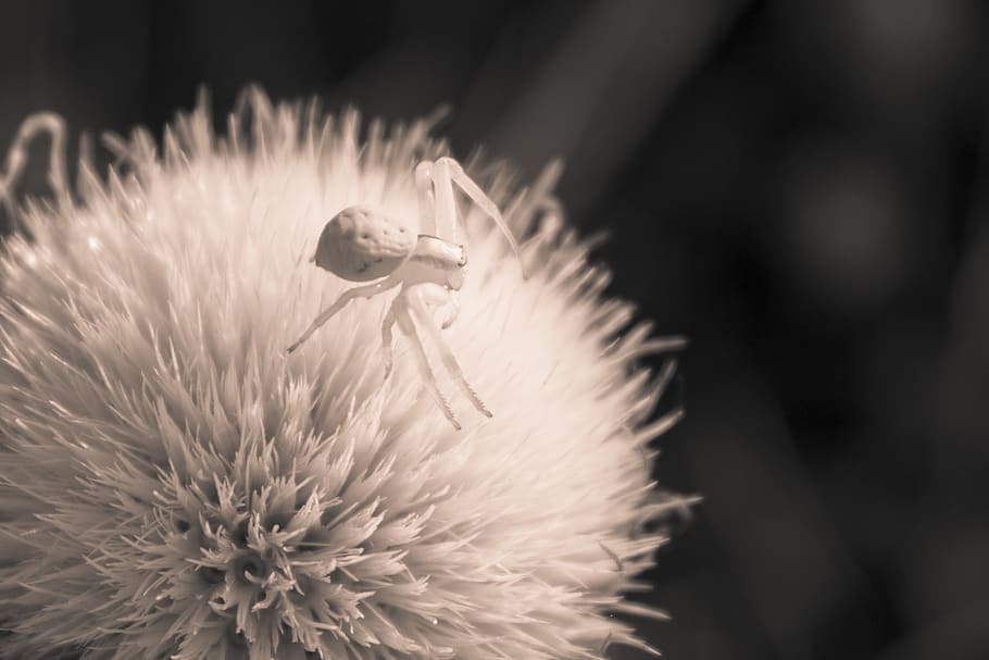 sepia, spider, flower, macro, detail, close-up, insect, nature HD wallpaper