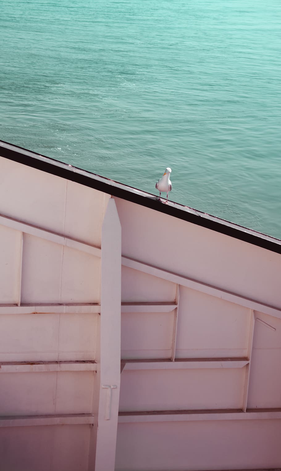 white bird on roof, animal, seagull, railing, handrail, banister HD wallpaper