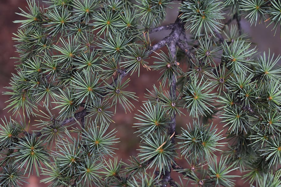 spruce, branch, needles, tree, nature, green, plant, conifer HD wallpaper