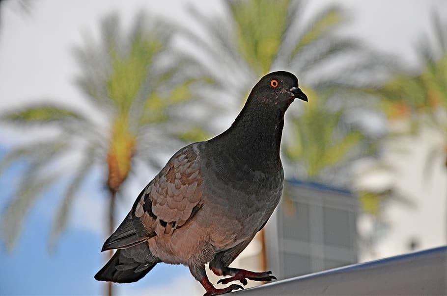 pigeon, bird, animal, wildlife, feather, dove, wing, plumage, HD wallpaper