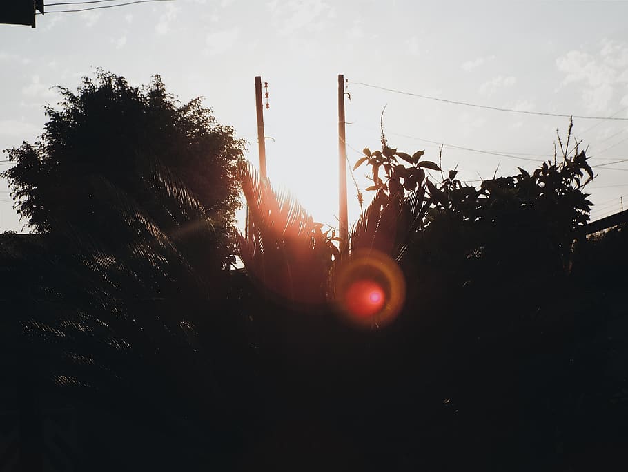 light, flare, sunlight, plants, silhouette, handrail, banister HD wallpaper