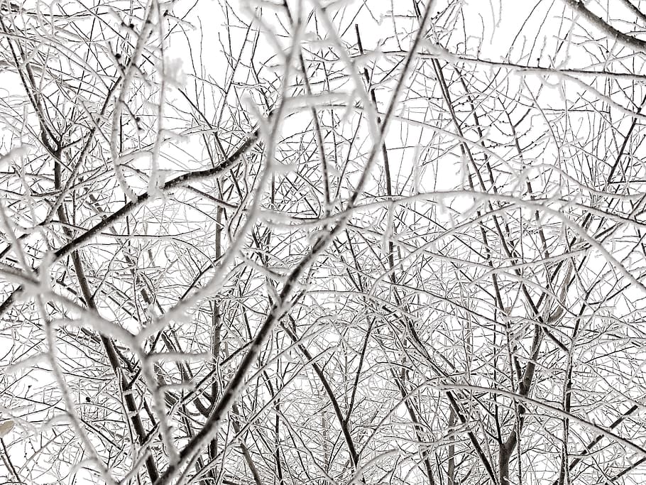 trees with no leaves, bare tree, winter, cold temperature, branch HD wallpaper